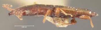 Media type: image;   Entomology 6793 Aspect: habitus lateral view